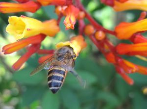 1192682_busy_bee